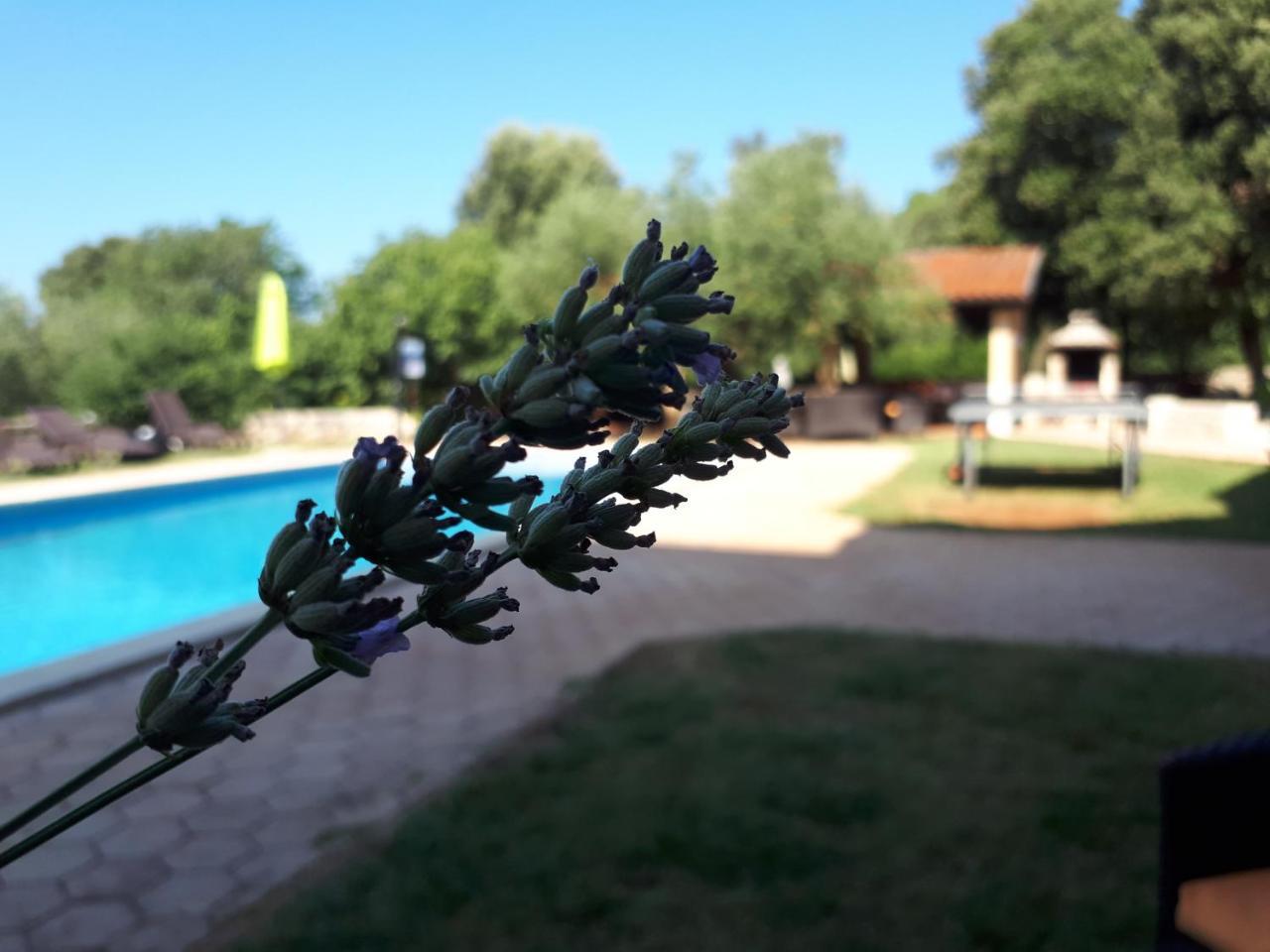 Guesthouse "Barboska" - Big Outdoor Swimming Pool & Private Tennis Court Воднян Екстер'єр фото